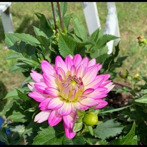 Meet your Posher, Jody